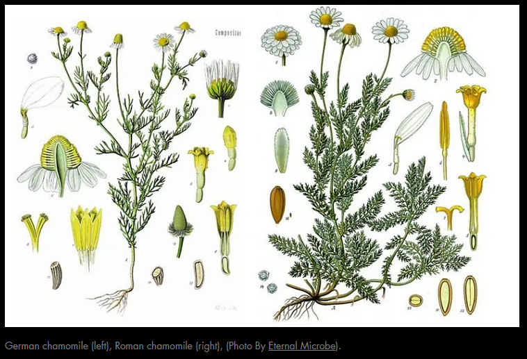German chamomile