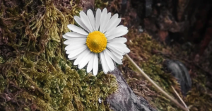 The History of Chamomile Featured Image