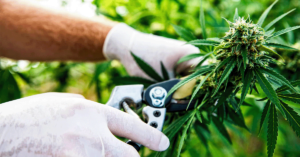 All About Harvesting your cannabis