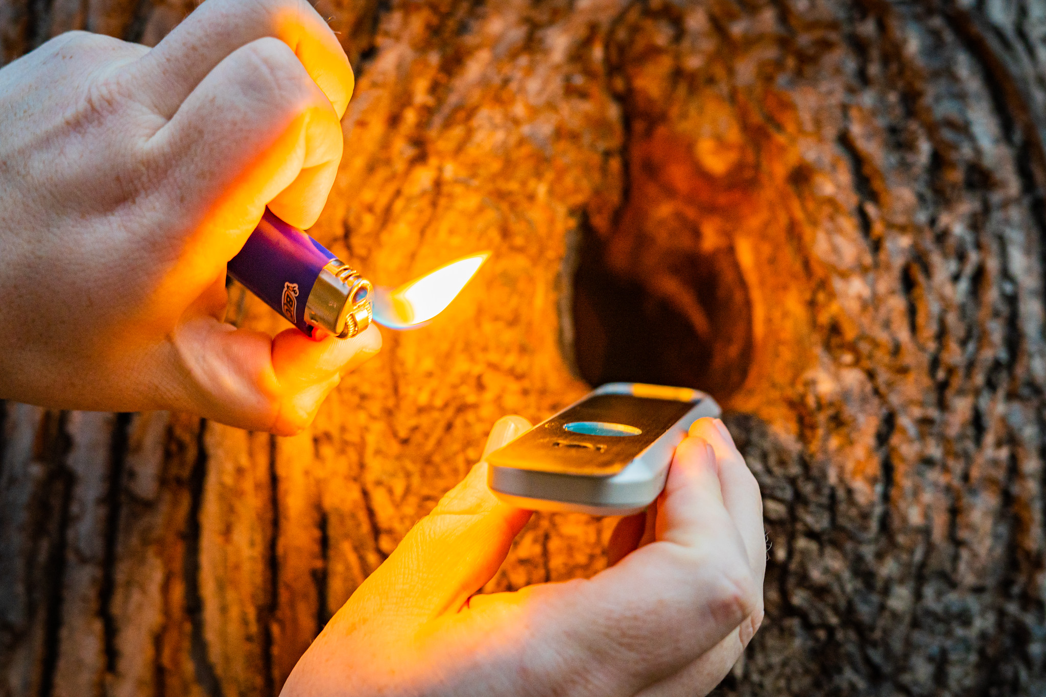 Lighting the OASIS outdoors by a tree